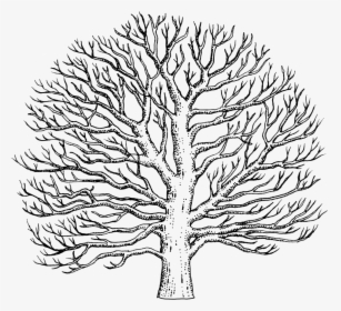 How To Draw A Tulip Tree - Sycamore Tree Drawing, HD Png Download, Free Download