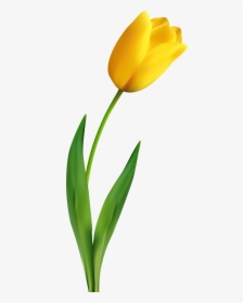 Tulip Transparent Yellow - Yellow Tulip Transparent Background, HD Png Download, Free Download
