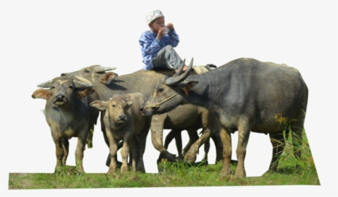 Herd Of Buffalo Png, Transparent Png, Free Download
