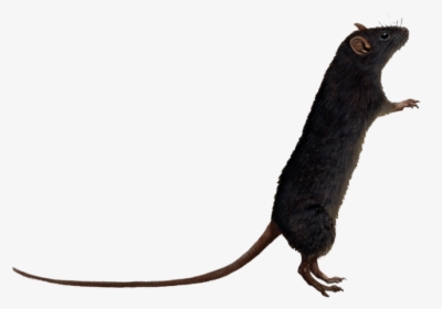 Rat Png Image - Rat With No Background, Transparent Png, Free Download