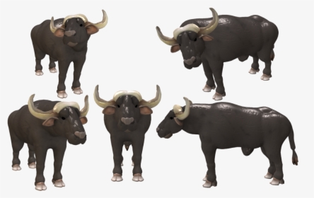Cape Buffalo Transparent Background - African Buffalo Zoo Tycoon, HD Png Download, Free Download