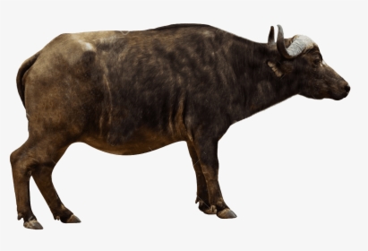 Animal,bovine,animal Buffalo,working Animal,tapir - African Buffalo Side View, HD Png Download, Free Download