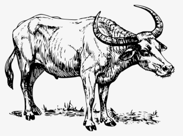 Clip Art Black And White Carabao, HD Png Download, Free Download