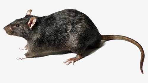 Rat Transparent Png - Rat Transparent Background, Png Download, Free Download