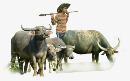 Murrah Buffalo In Png, Transparent Png, Free Download