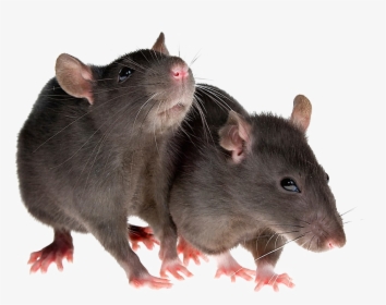 Transparent Rat Png, Png Download, Free Download