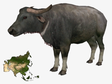 Asian Buffalodd - Portable Network Graphics, HD Png Download, Free Download
