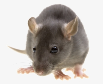 Rat Png Image With Transparent Background - Pest Control, Png Download, Free Download