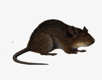 Download Rat Png Image - Rats Png, Transparent Png, Free Download