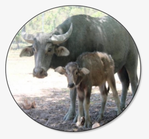 Water Buffalo Png, Transparent Png, Free Download