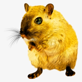 Yellow Rat Png, Transparent Png, Free Download