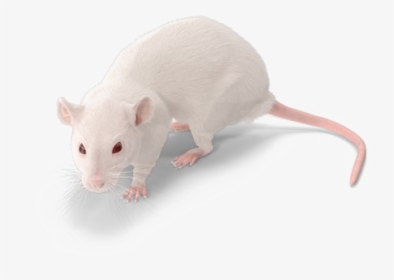 Rat Png Background Image - White Rat Png, Transparent Png, Free Download