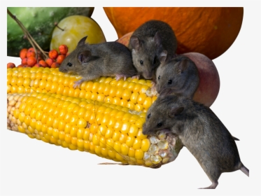 Rats Eating Corn Png Image - Rats Eating Transparent Background, Png Download, Free Download