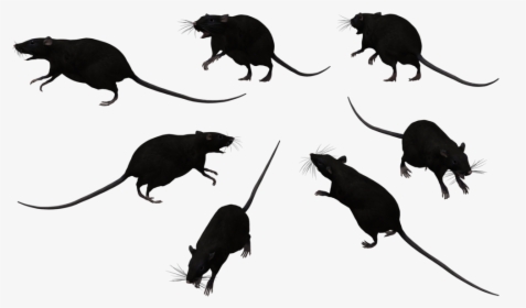 Black Rat Bonthain Rat Laboratory Rat Mouse Clip Art - Group Of Black Rats, HD Png Download, Free Download
