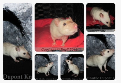 Nicerats Ceviche Født - Rat, HD Png Download, Free Download