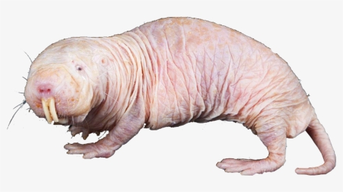 Naked Mole Rat, HD Png Download, Free Download