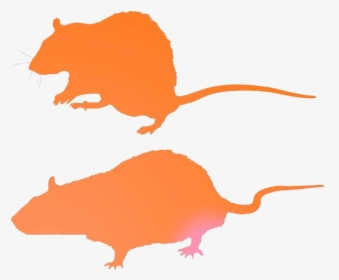 Rat Png Transparent Images - Rat, Png Download, Free Download