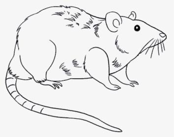 How To Draw Rat - Drawing Photos Download Rat, HD Png Download, Free Download