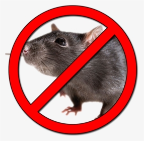 Prohibido Ratas Png , Png Download - Imagen De Prohibido Ratas, Transparent Png, Free Download