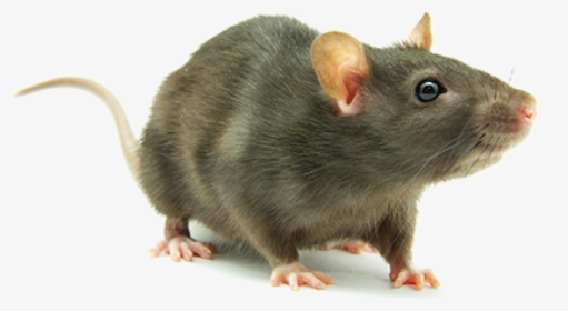 Cropped Rat Png Hd - Mouse Transparent Background, Png Download, Free Download