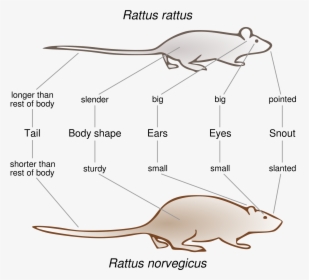 Black Rat Brown Rat , Png Download - Rattus Norvegicus Vs Rattus Rattus, Transparent Png, Free Download