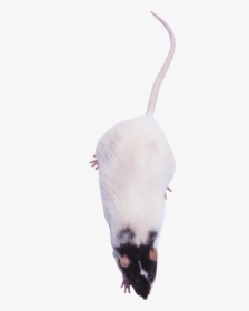 Roof Rat Png - Capybara, Transparent Png, Free Download