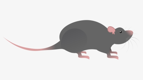 Rat, HD Png Download, Free Download