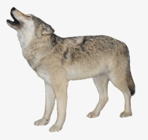 #wolf #wolves #howl #howling #howlingwolf #wolfgang - Wolf Transparent Background, HD Png Download, Free Download