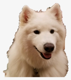 Cute Dog - American Eskimo Dog, HD Png Download, Free Download