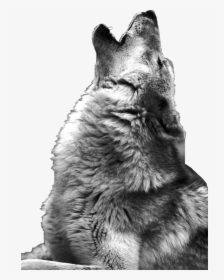 #wolf #howling #wolfhowl #freetoedit - Wolf Howling Photography Black And White, HD Png Download, Free Download