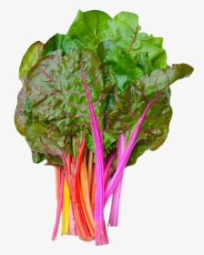 Rainbow Swiss Chard Png Image - Swiss Chard Png, Transparent Png, Free Download