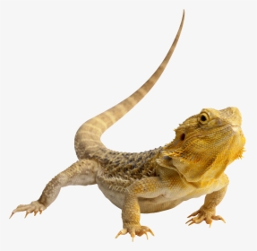 Lizard Png, Transparent Png, Free Download