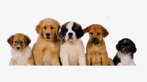 Un Perro, La Mascota Ideal - All Dogs, HD Png Download, Free Download