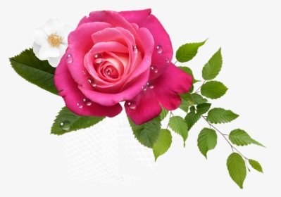 Clip Art Rosa Image - Imagenes De Rosas Hermosas, HD Png Download, Free Download