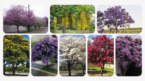 Árvores Com Flores Para Calçada - Rhododendron, HD Png Download, Free Download