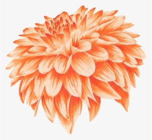 Orange Flower Petal - Orange, HD Png Download, Free Download