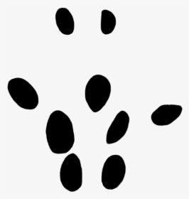Field Vole Paw Print 10 Mm, HD Png Download, Free Download