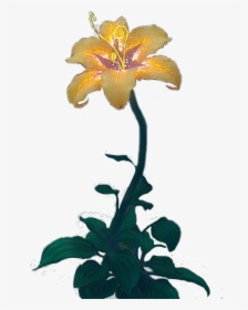 #goldenflower #disney #tangled - Lily, HD Png Download, Free Download