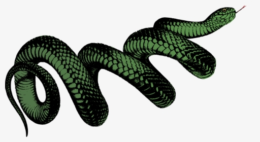 Elapidae,reptile,serpent - Png Transparent Snake Png, Png Download, Free Download