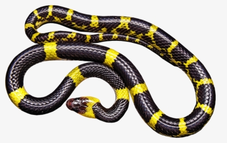 Elapidae,reptile,serpent - Black And Yellow Milk Snake, HD Png Download, Free Download