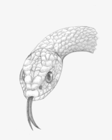 Snake Face Drawing, HD Png Download, Free Download