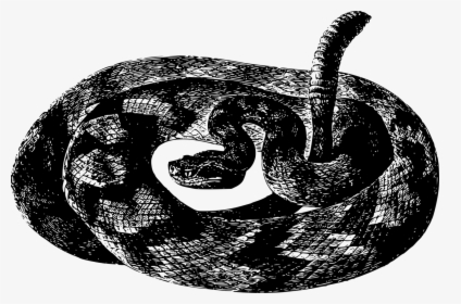 Animal Rattlesnake Reptile Free Picture - Black And White Rattlesnake Transparent, HD Png Download, Free Download