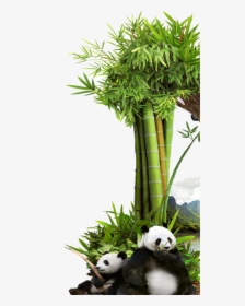 #mq #grass #green #bambu #panda #nature - Bambu Panda Png, Transparent Png, Free Download