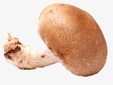 Mushroom Png Free Images - Penny Bun, Transparent Png, Free Download