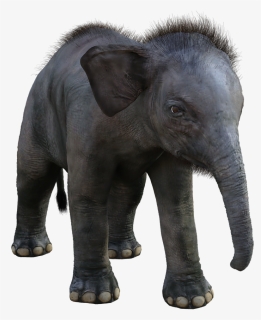 Elephant Small, HD Png Download, Free Download