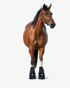 2 Icehorse Pro Therapy Big Black Boots Size Small, - Horse Front View Png, Transparent Png, Free Download