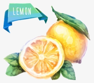 Watercolor Painting Fruit Drawing Illustration, HD Png Download, Free Download
