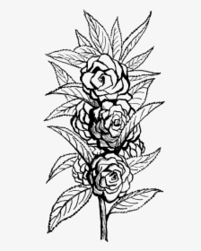 Impatiens Flower Vector Illustration - Impatiens Walleriana Drawing, HD Png Download, Free Download