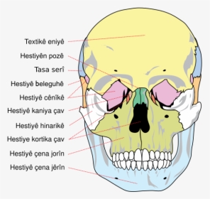 Human Skull Front Bones Ku - Os De La Tete, HD Png Download, Free Download