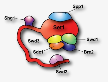 Diagram, HD Png Download, Free Download